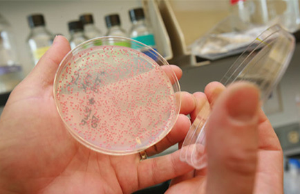 微生物及藻类计数计数