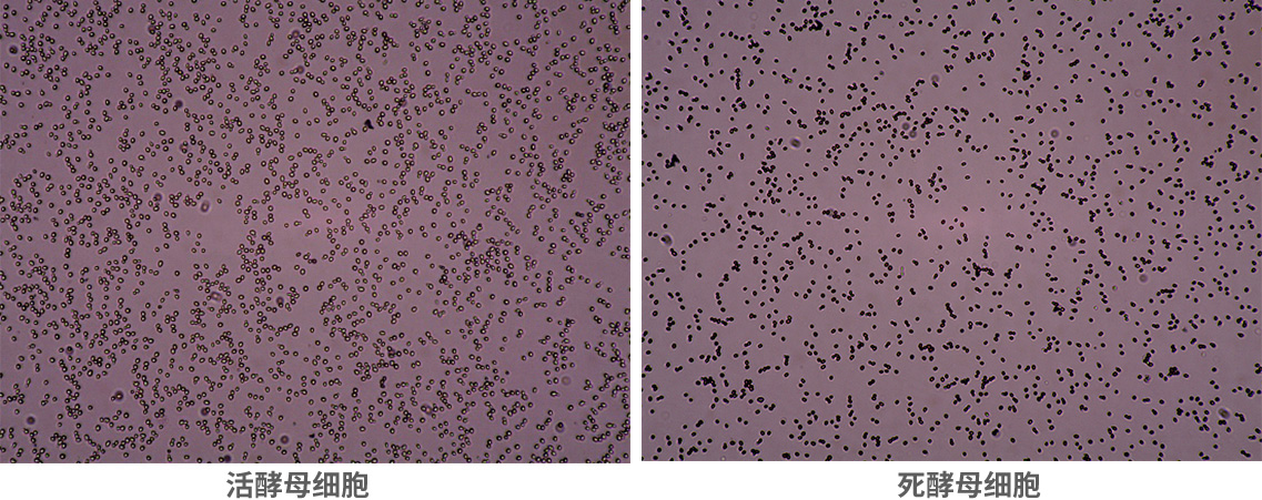 IY1200 BioFerm细胞计数仪，IN010401，Countstar