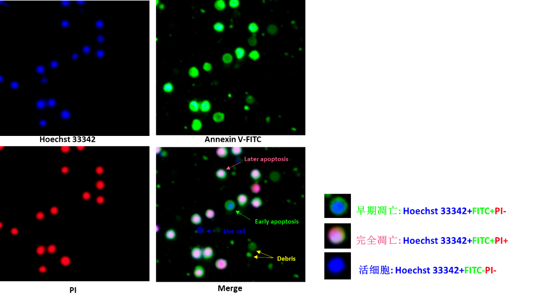 Rigel S3荧光细胞计数仪，IN030201，Countstar