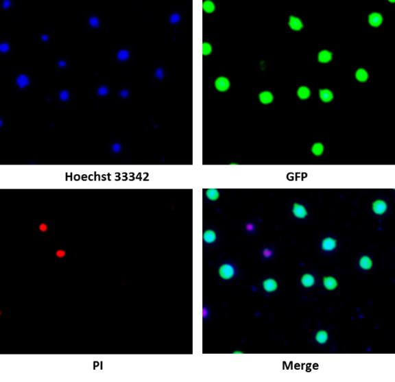 Rigel S3荧光细胞计数仪，IN030201，Countstar