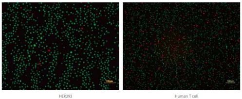 293细胞计数